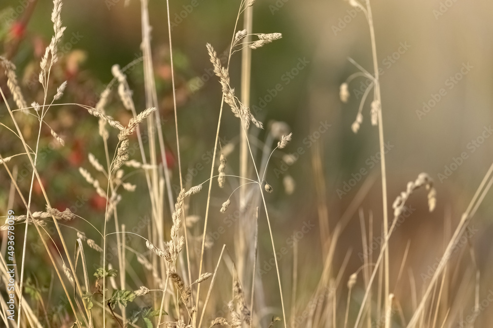 close up detail of dry golden grass in summer
