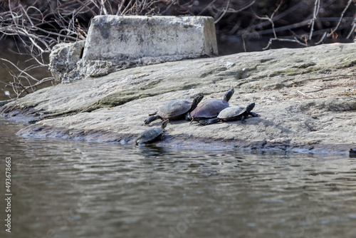 Turtles on the shores of a pond in Central Park in New York