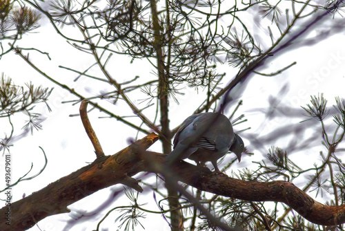 pigeon bird perching on a branch of a coniferous tree
