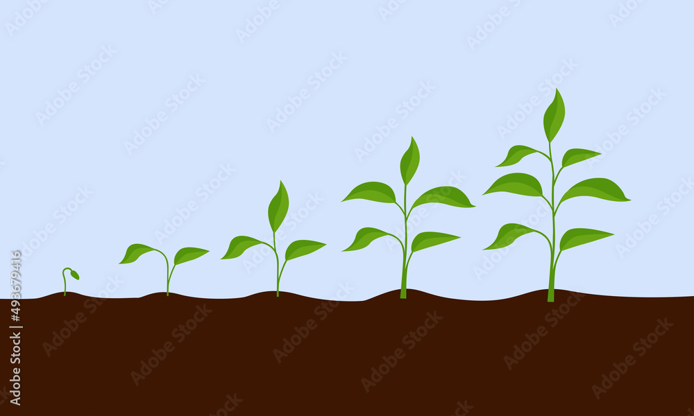 Growing plant. Sprout growth process. Steps sequence of germinating ...