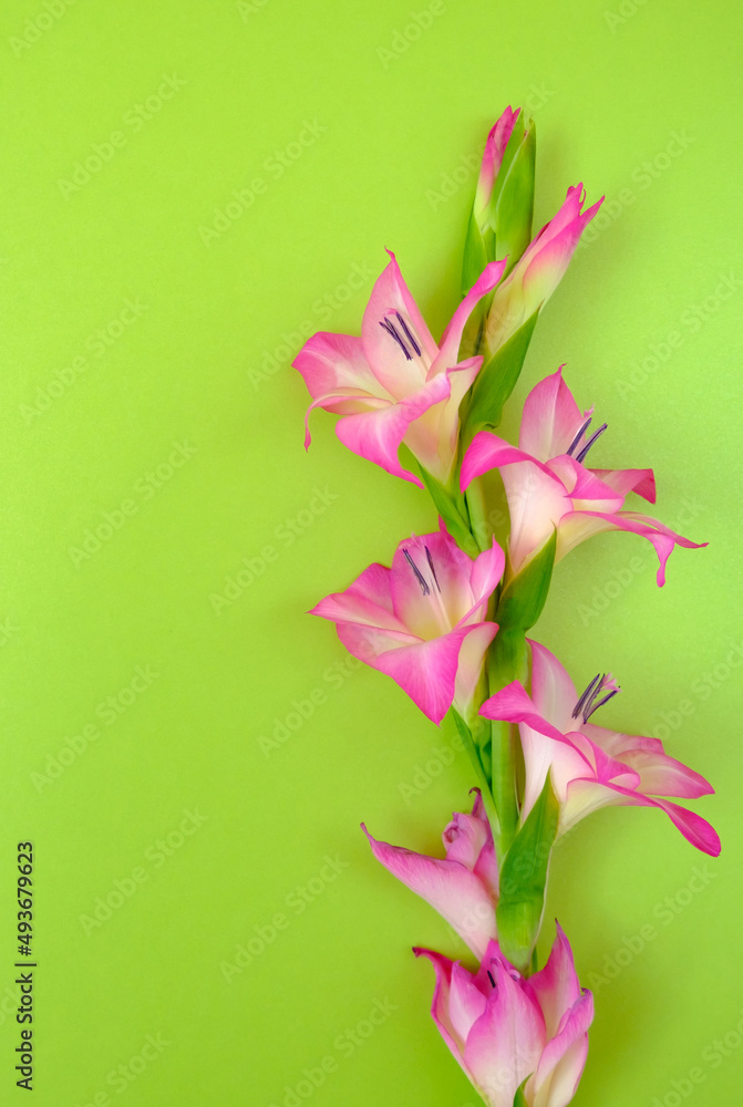 Lily flowers on green background. Spring concept. Copy space. Flat lay