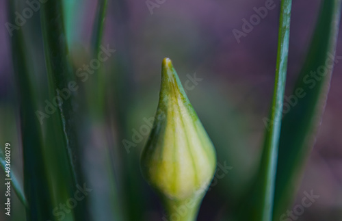 Unopened tulip flower buds