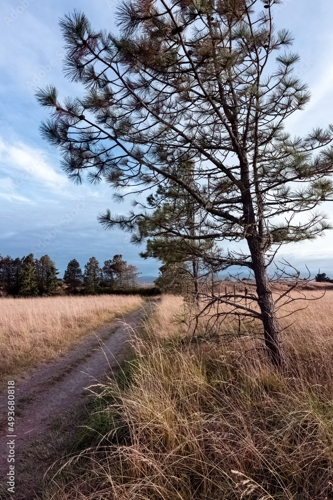 Fototapeta premium path beach dunes with fence tall trees and clouds