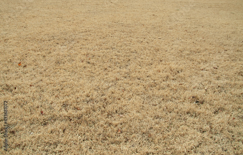 Winter dry yellow grass field