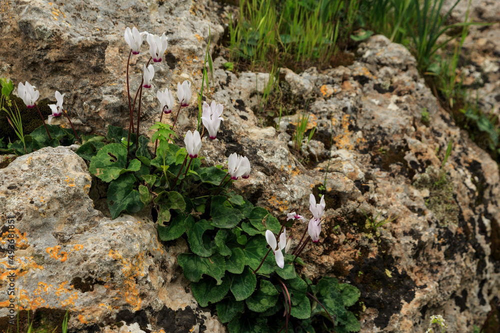 Fototapeta premium Spring awakening of nature