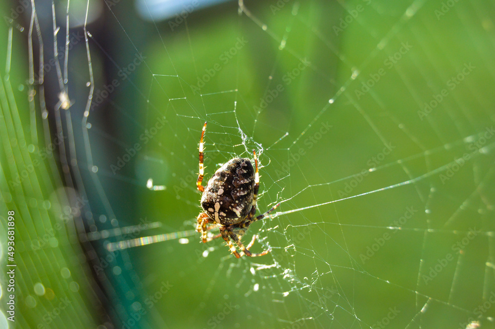 spider on the web spider on the web