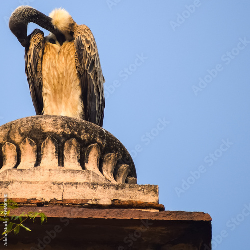 Indian Vulture or long billed vulture or Gyps indicus close up or portrait at Royal Cenotaphs (Chhatris) of Orchha, Madhya Pradesh, India, Orchha the lost city of India photo