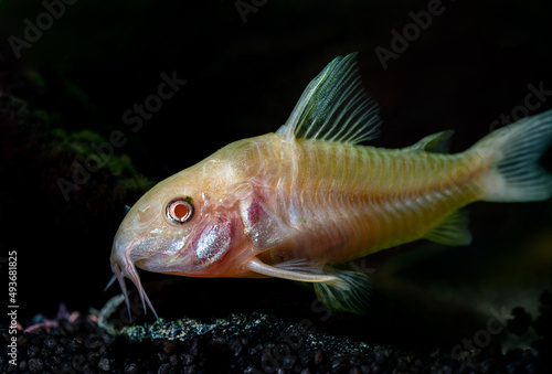 rybka akwariowa kirysek spiżowy w akwarium © Henryk Niestrój