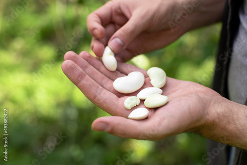 A man holds a green bean in his hands. Harvest of legumes