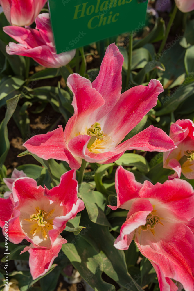 beautiful and colorful tulips with green leaves on the meadow in spring