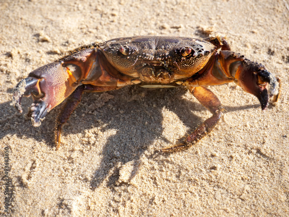 Live mud crab. Raw scylla serrata Close-up. Raw materials for seafood restaurants concept.