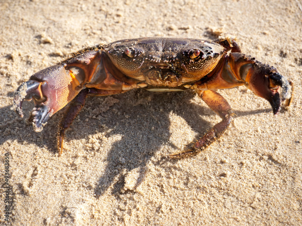 Live mud crab. Raw scylla serrata Close-up. Raw materials for seafood restaurants concept. Live mud crab. Raw scylla serrata Close-up. Raw materials for seafood restaurants concept.
