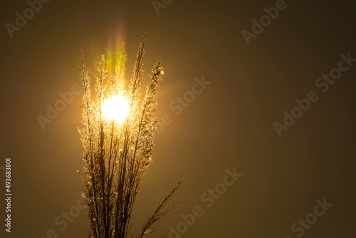 Grass on a background of bright sun. Rays through the grass. Sunset. Sunrise