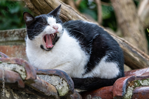 Un chat domestique noir et blanc bâillant sur un mur. photo