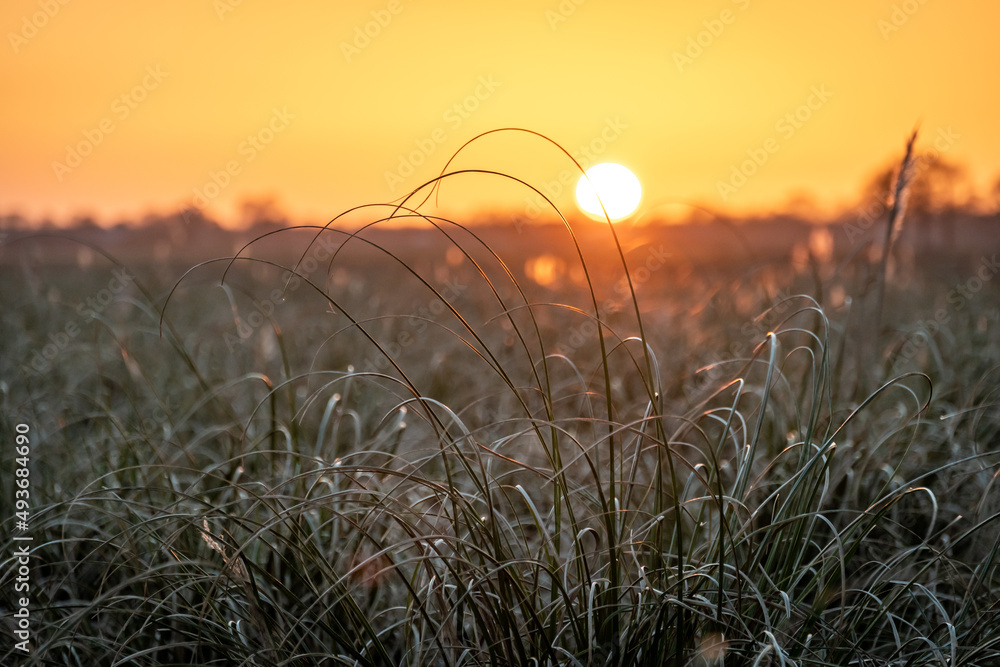 Pomarańczowy zachód słońca z wysoką trawą w chłodnych odcieniach na pierwszym planie - obrazy, fototapety, plakaty 