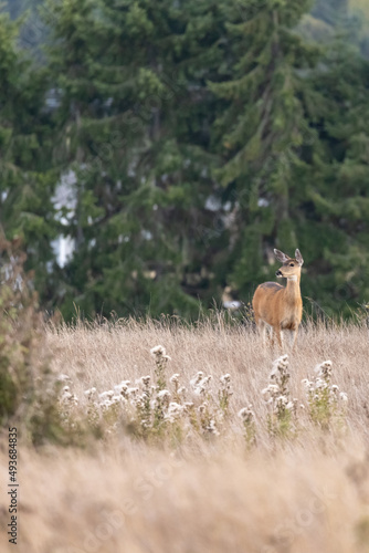 single adult deer walking through a field covered in tall grass © Taya