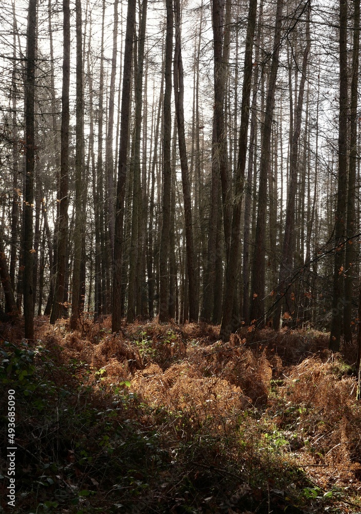 Fototapeta premium Sunlit forest