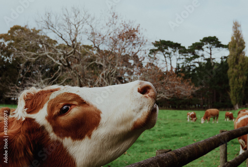 Close-up of cow with head raised over wooden fence rail