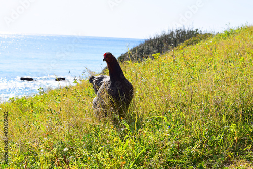 chicken in the grass