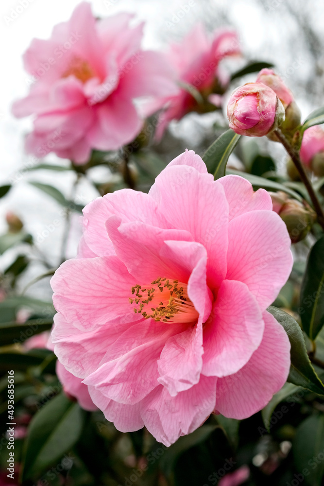 Pink camellia flowers closeup on shrubbery Pink camellia flowers closeup on shrubbery