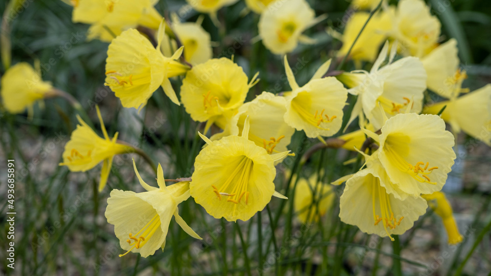 A bunch of wild daffodils on a bright spring morning. The flowers are covered in morning dew. Differential focus on the prominent front flower. A bunch of wild daffodils on a bright spring morning. The flowers are covered in morning dew. Differential focus on the prominent front flower.