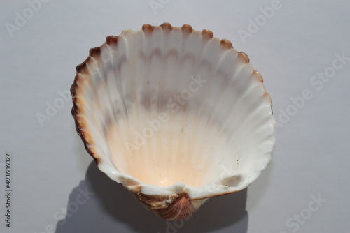 Seashell of bivalve mollusc tuberculate cockle or rough cockle, Moroccan cockle (Acanthocardia tuberculata) on a neutral background. Place of find: Aegean Sea, Greece, Halkidiki