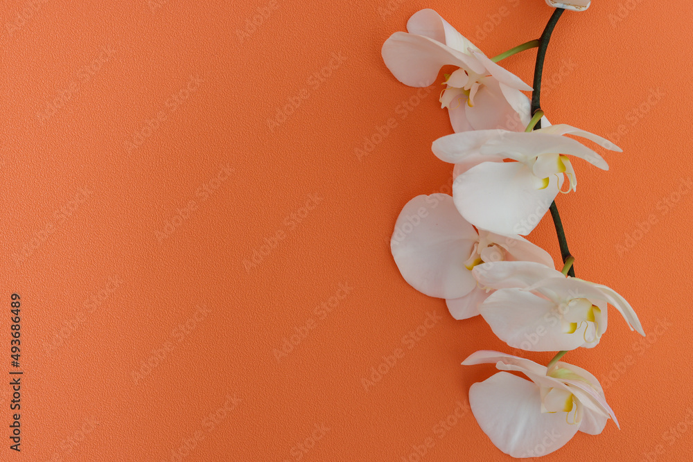 オレンジ色の壁背景の胡蝶蘭stock Photo Adobe Stock