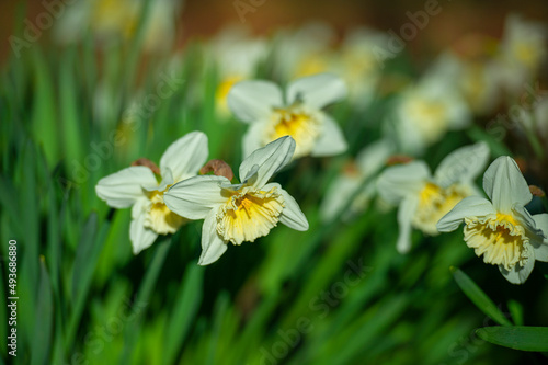 Flowers daffodils (Narcissus) yellow and white. Spring flowering bulb plants in the flowerbed. Selective focus