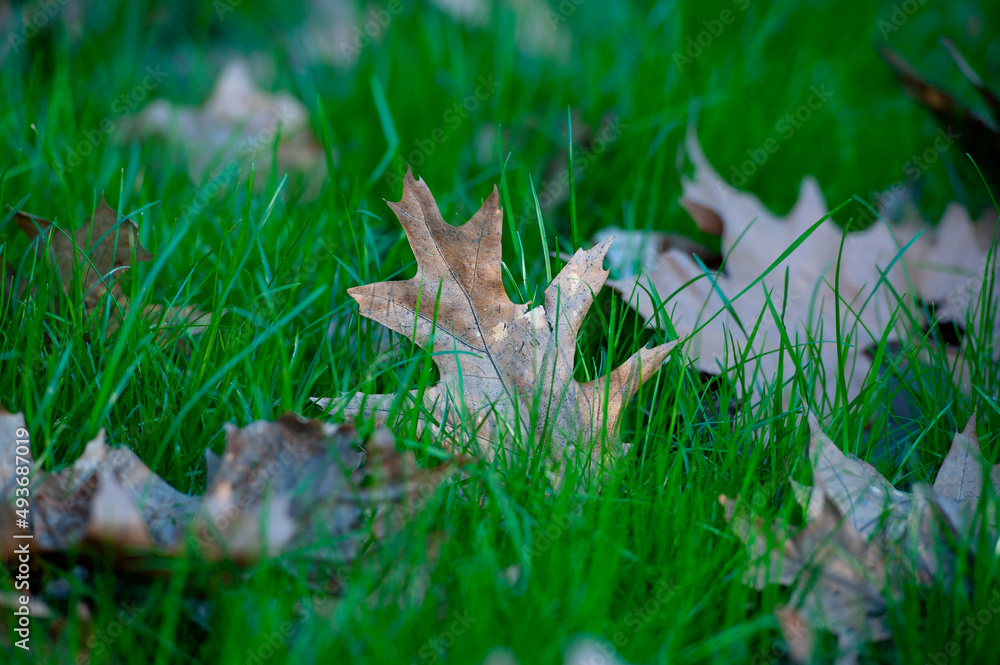 Green grass with dry leaves, Dry leaves on the green grass. Green grass with dry leaves, Dry leaves on the green grass.