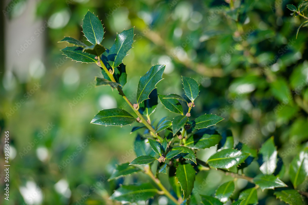 Obraz premium Holly Alaska leaves - Latin name - Ilex aquifolium Alaska. Ilex plant of the family Aquifoliaceae blooming in spring garden 