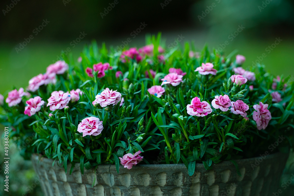 Beautiful multicolored flowers of Turkish carnation growing in a summer sunny garden close-up Beautiful multicolored flowers of Turkish carnation growing in a summer sunny garden close-up