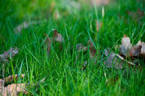 Green grass with dry leaves  Dry leaves on the green grass. 