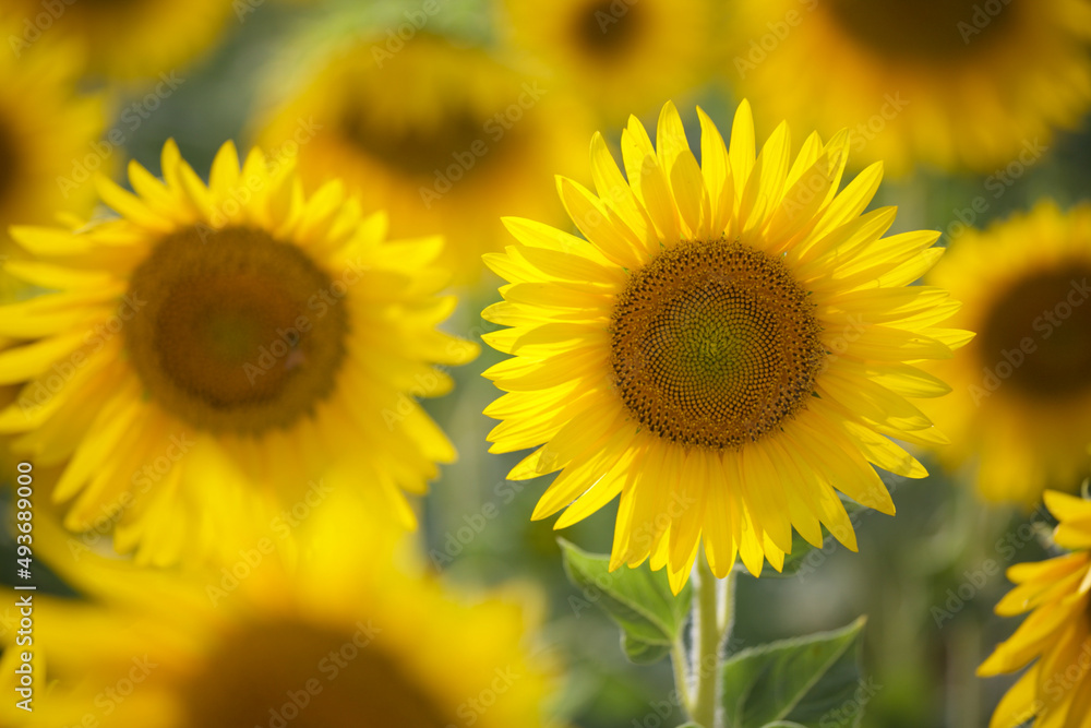 Fototapeta premium Sunflowers