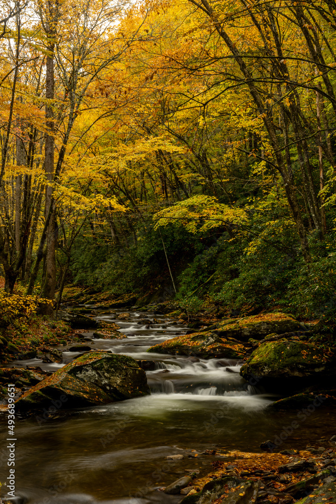 Yellow Canopy Over Straight Fork In Autumn Yellow Canopy Over Straight Fork In Autumn