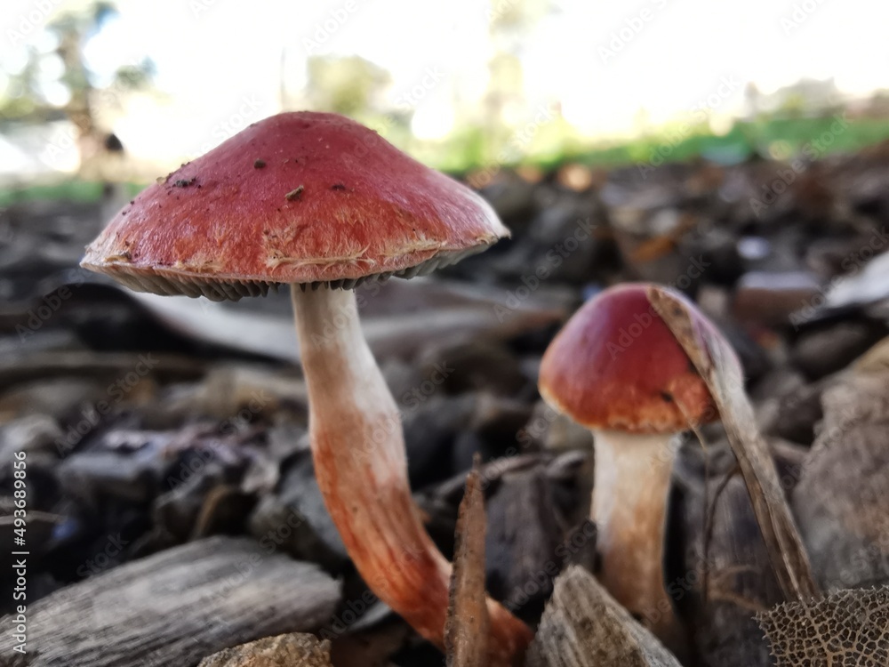 mushrooms in the forest