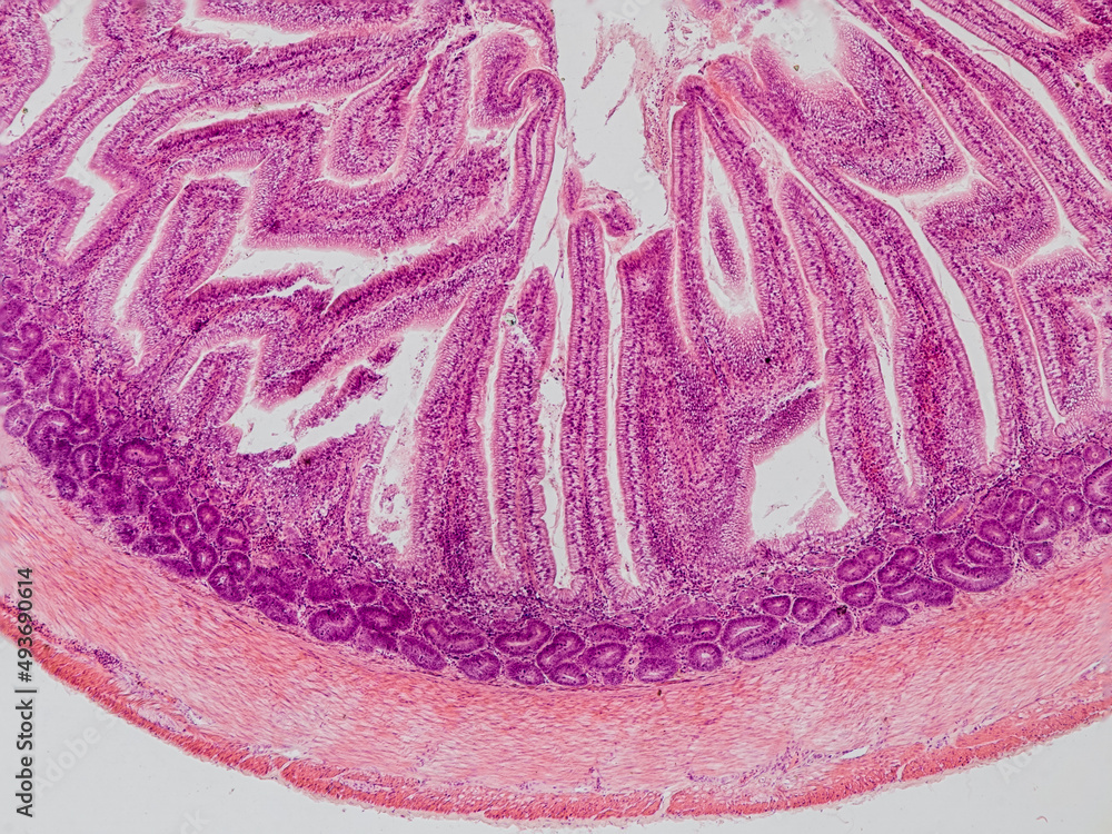 blackbird small intestine cross section under the microscope showing