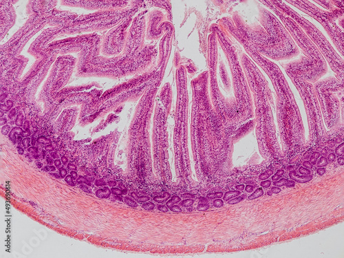 blackbird small intestine cross section under the microscope showing longitudinal muscle, circular muscle, submucosa, mucosa, intestinal villi and lumen - optical microscope x100 magnification photo