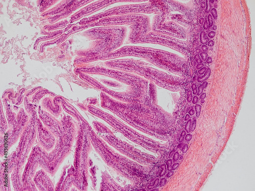 blackbird small intestine cross section under the microscope showing longitudinal muscle, circular muscle, submucosa, mucosa, intestinal villi and lumen - optical microscope x100 magnification photo