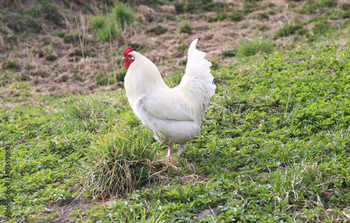 White rooster grazes in the open pasture of the farm. Poultry breeding in agriculture