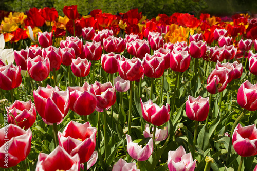 beautiful and colorful tulips with green leaves on the meadow in spring