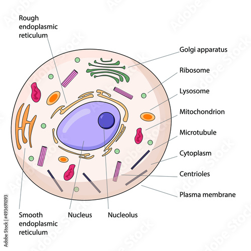 Cell anatomy. The structure of an animal cell, with labeled parts. photo