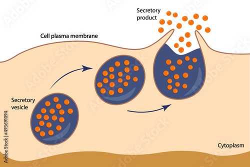 Exocytosis. Fusion of secretory vesicles with the plasma membrane results in the discharge of vesicle content into the extracellular space