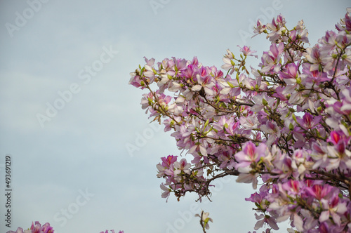 Flowering of the Bauhinia Orchid tree in spring. High quality photo photo