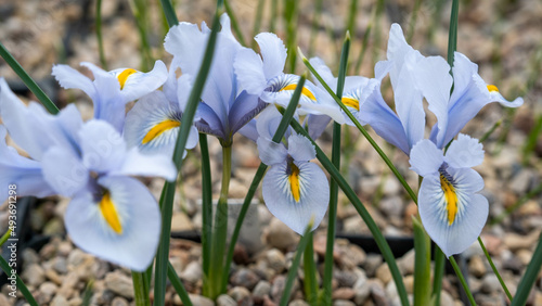 Beautiful Algerian iris flower. Kingdom name is Plantae, Family name is Iridaceae photo