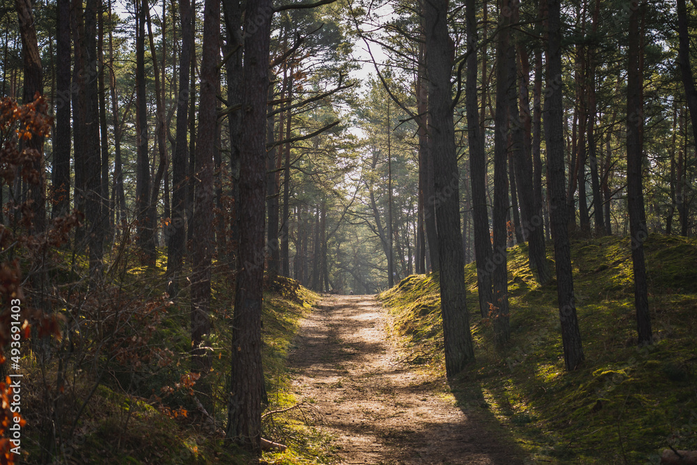 Fototapeta premium A road among pine forest in spring. Gdansk, Poland.