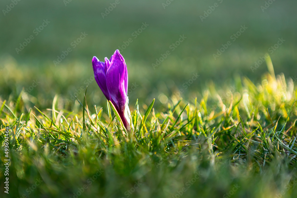 The first spring crocus flower