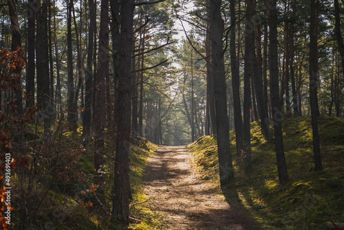 A road among pine forest in spring. Gdansk  Poland.