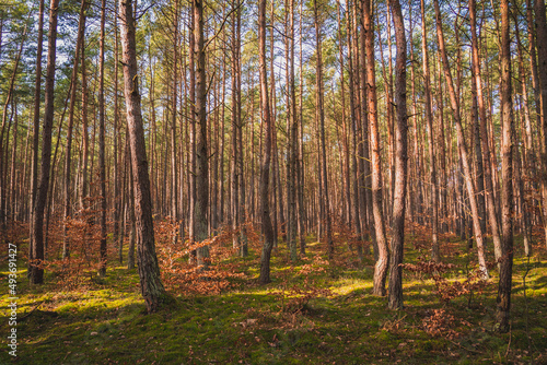 Fototapeta Naklejka Na Ścianę i Meble -  Green pine forest background in a sunny day. Poland.