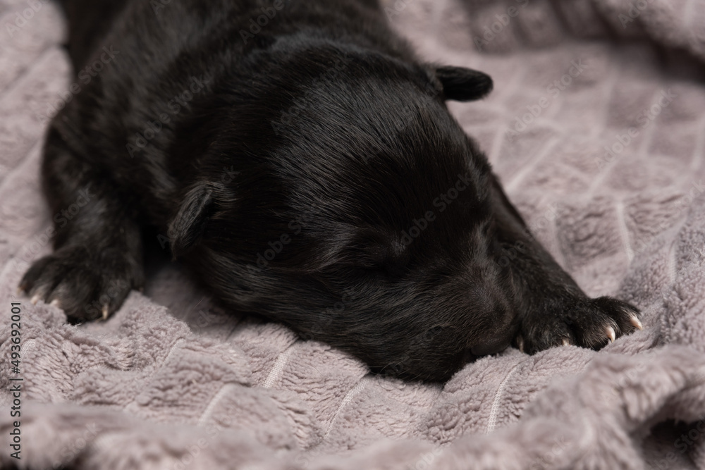 newborn blind puppy with closed eyes lies on a gray plaid newborn blind puppy with closed eyes lies on a gray plaid