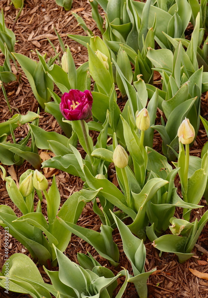 Obraz premium Tulip Garden, Pink and Yellow, Green Leaves